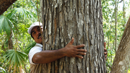 Smiling man in baseball cap with arms hugging a big tree. Only one arm is visible as tree's circumference is too large to encircle with his arms. is too big to get 
